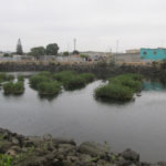 Water Quality and Habitat Benefits in Ecuador Estuary