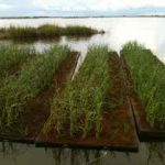 ​BioHaven technology is successfully used to protect and restore sensitive coastlines