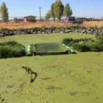 Prototype ​BioHaven FTW Streambed treats private sewage lagoon