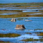 ​Floating island habitat gives endangered bird (California Clapper Rail) hope for survival