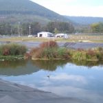 Early-Stage Floating Island Achieves Nutrient Removal in Aerated Facultative Wastewater Treatment Lagoons