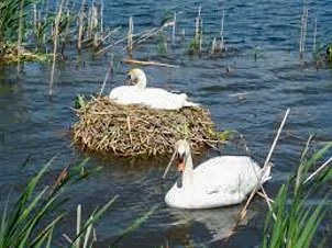 Trumpeter Swan nesting islands