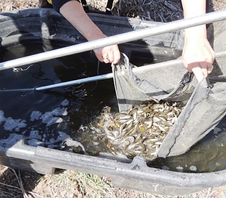 The minnows are a terrific resource. They are valuable and can be marketed.
