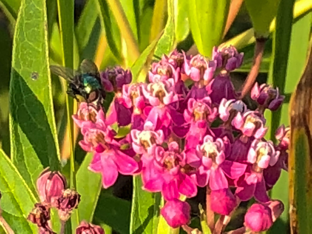 milkweed is a common plant on pollinators in northern usa