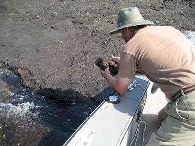 The author shown examining a peat-based natural floating island in Northern Wisconsin to gain a better understanding of how nature cleans water