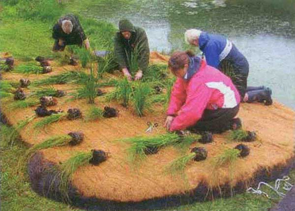 Island being planted