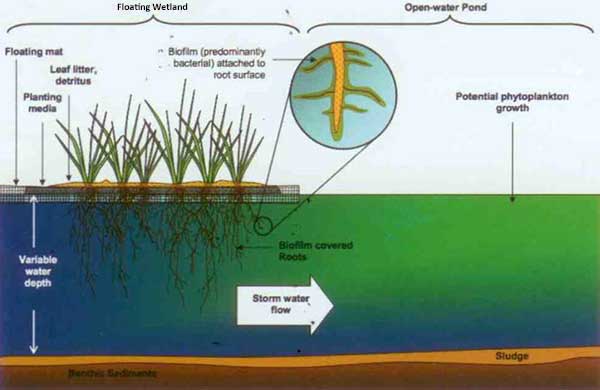 Process image showing the functional elements provided by the floating islands as opposed to the algal-rich system (to the right) that would tend to predominate in a system without an island