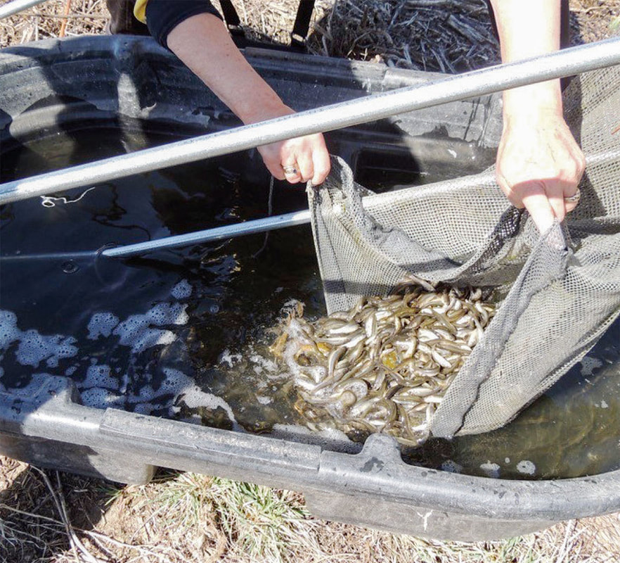 Minnows uptake phosphorus, eat mosquito and midge larvae, and are fiscally prudent