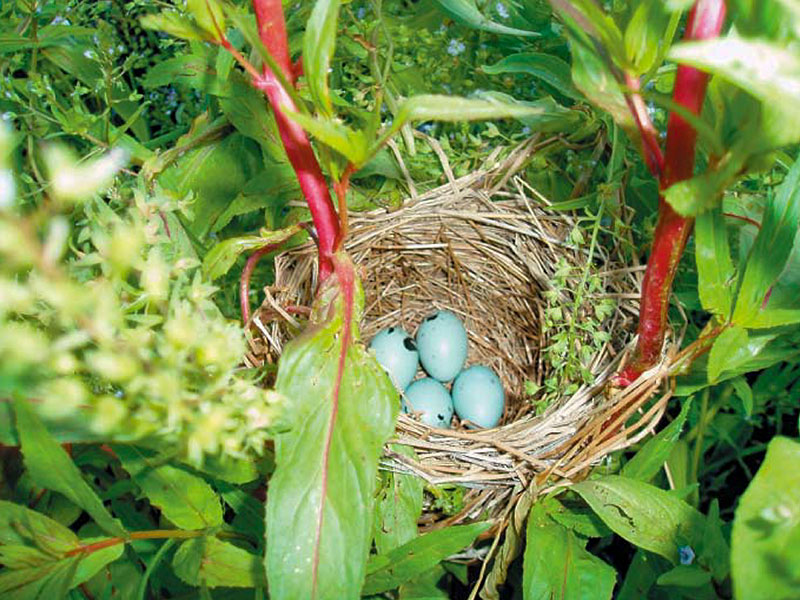 Red wing blackbird nest on floating island in the pond at FII’s Shepherd Research Facility