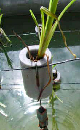 Plants supported at the water surface by cables suspended across the pond