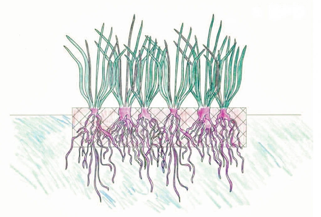 A cross-section illustration of a floating treatment wetland
