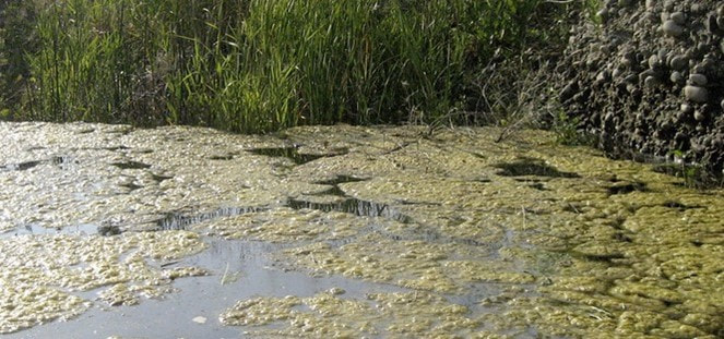 This is the alternative - toxic algae and dead fish
