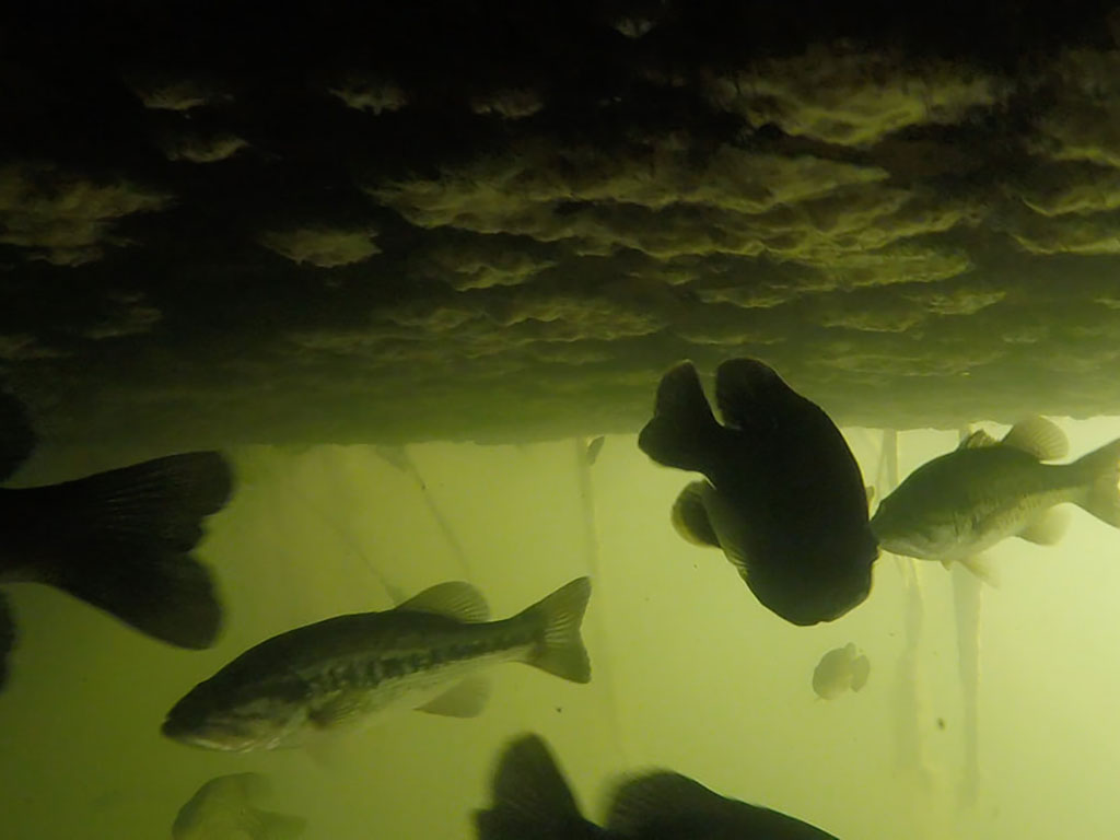Fish thriving under a ceiling of freshwater sponge under a BioHaven