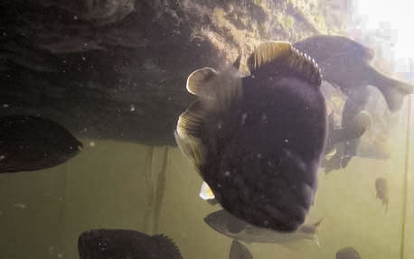 predator fish and freshwater sponge are just some of the results of removing excess nutrients