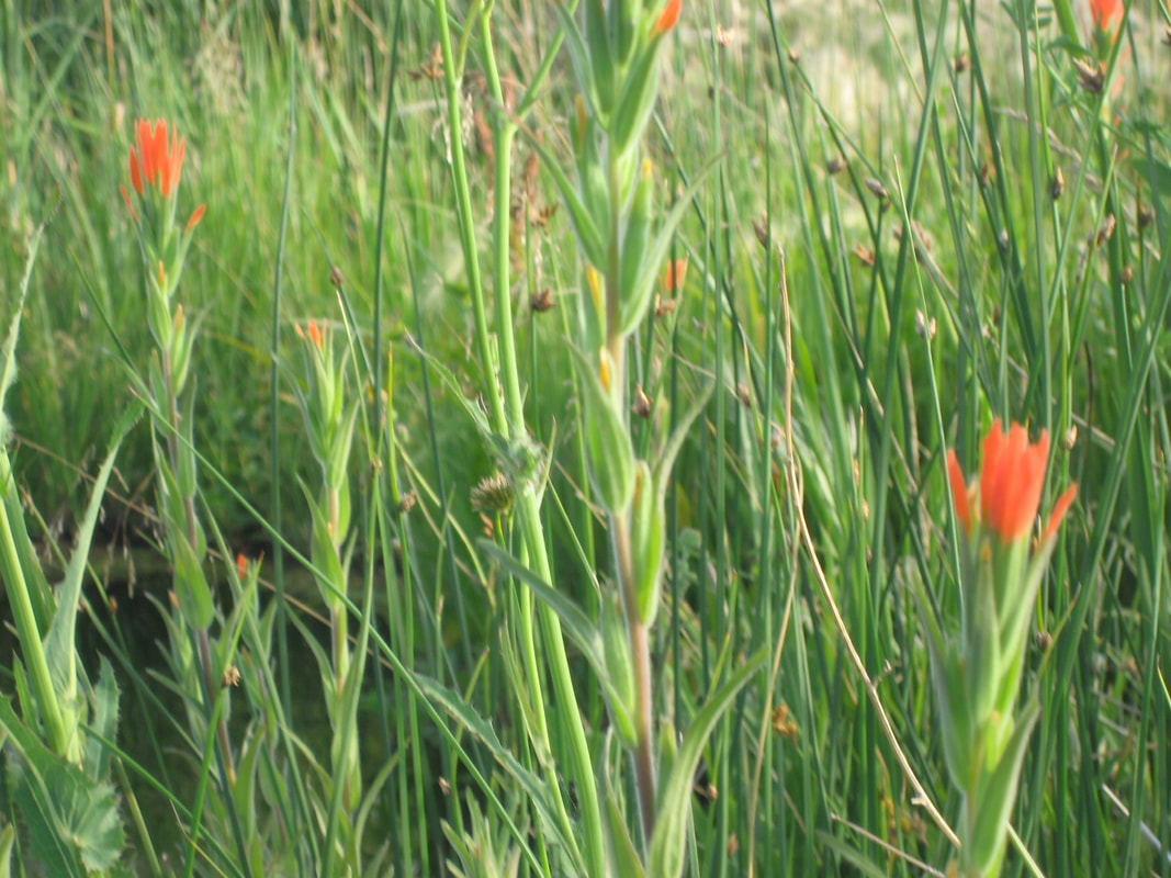 Close-up on Indian Paintbrush on a BioHaven Floating Island
