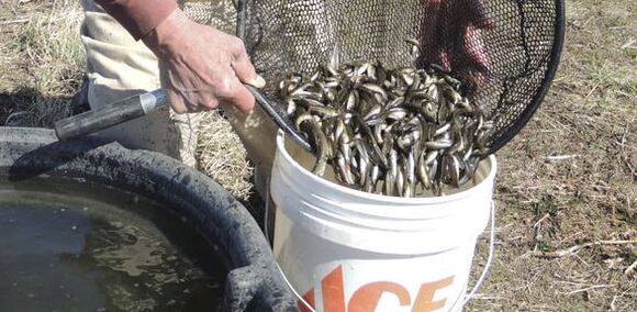 Harvesting Minnows to remove nutrients