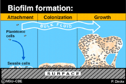 How biofilm forms
