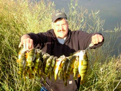 Fishery managers can harvest the perch and thus harvest the nutrients, especially phosphorus and nitrogen