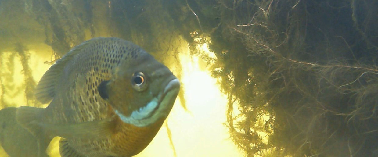 Big Bluegill thrive in the environment under a BioHaven