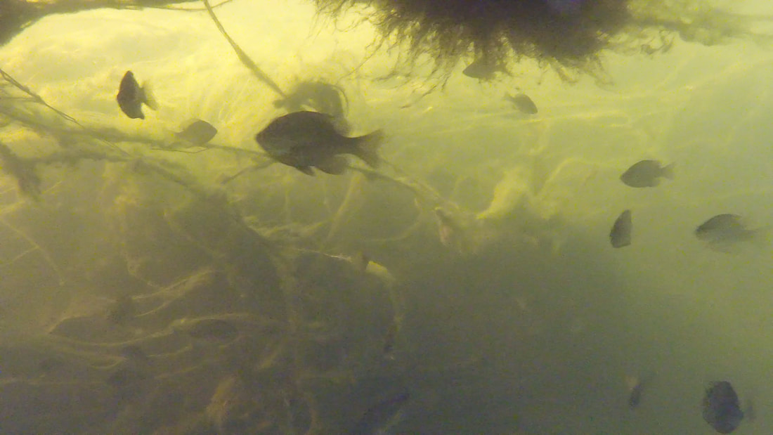 In this underwater photo, Bluegills are swimming among the roots hanging down from a floating island