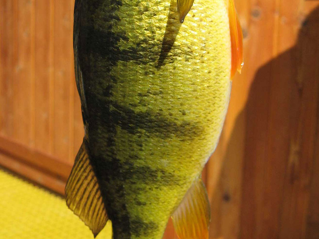 Bold Gold and Garney Green – Growing Perch for Fishing