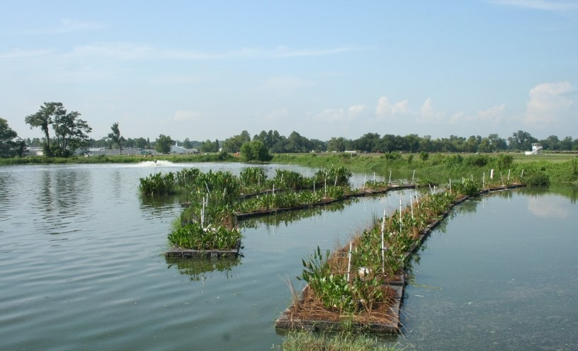 Floating Treatment Wetlands reduce nutrient levels