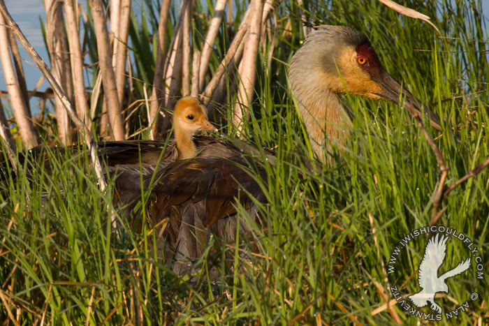 Sandhill crane with a chick after successfully nesting on a BioHaven floating island