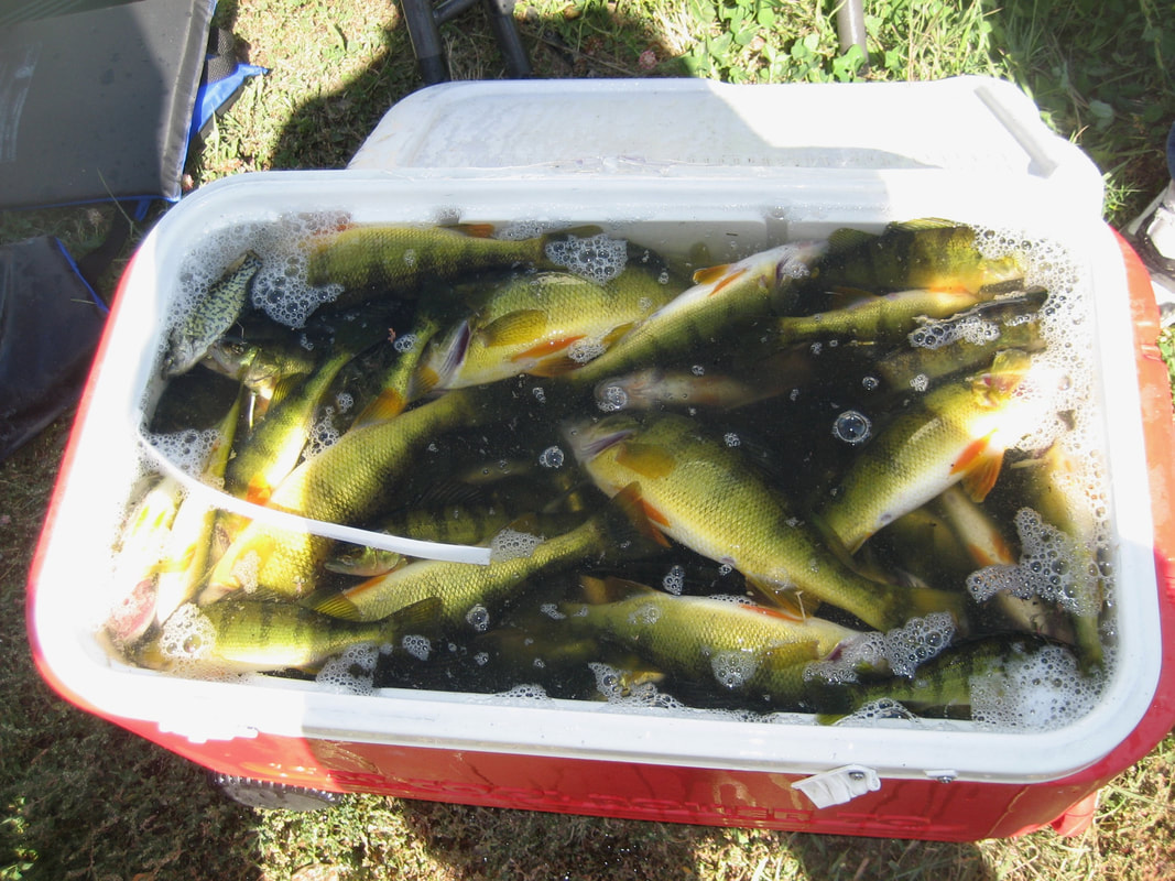 A cooler full to the brim with yellow perch that were caught on Fish Fry Lake