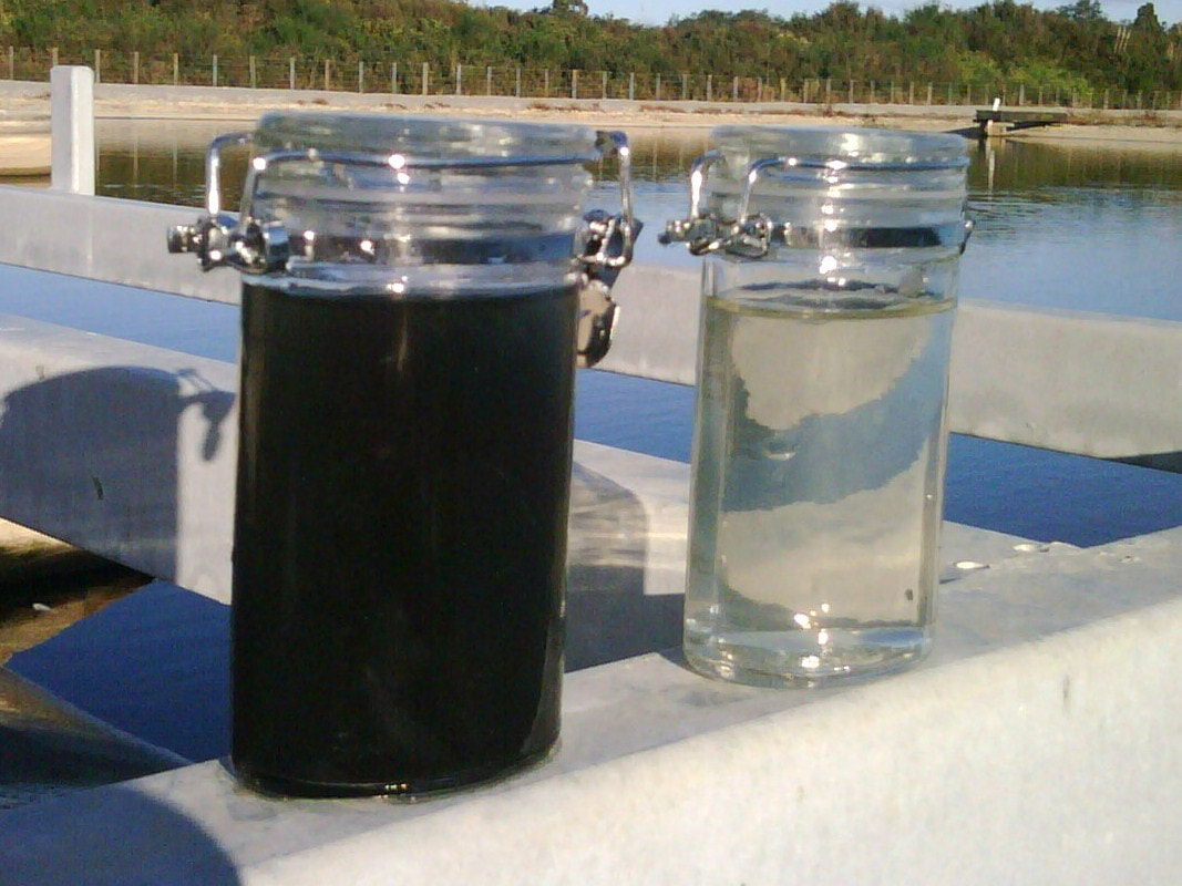 The water before treatment, shown in the jar on the left, is black, The water after treatment, shown on the right, is clear. This was achieved using BioHaven natural solutions.