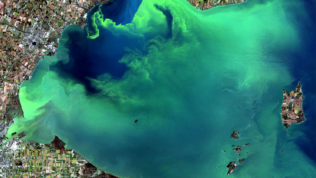 Large Harmful Algae Bloom