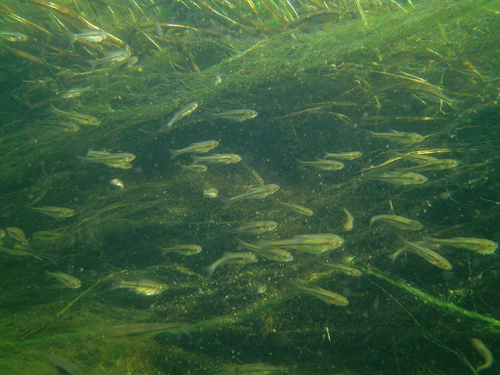 Minnows are natures remedy for mosquito and midge larvae