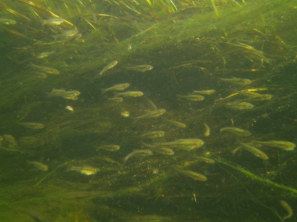 Minnows thrive in a streambed channel