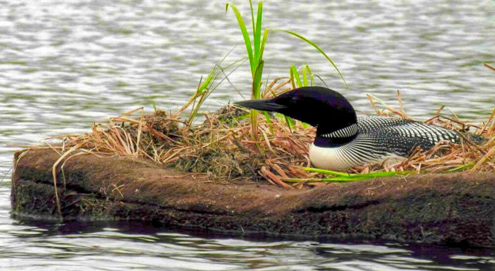 This graceful loon on a floating island is safe from land-based predators and has a perfect habitat