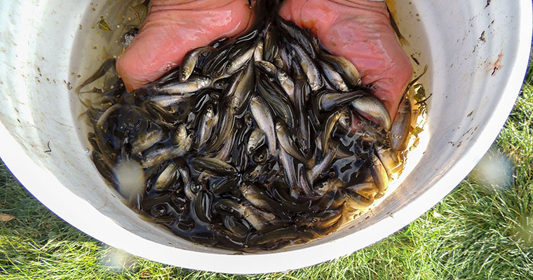 Thousands of minnows are harvested and with them, loads of excess nutrients. 