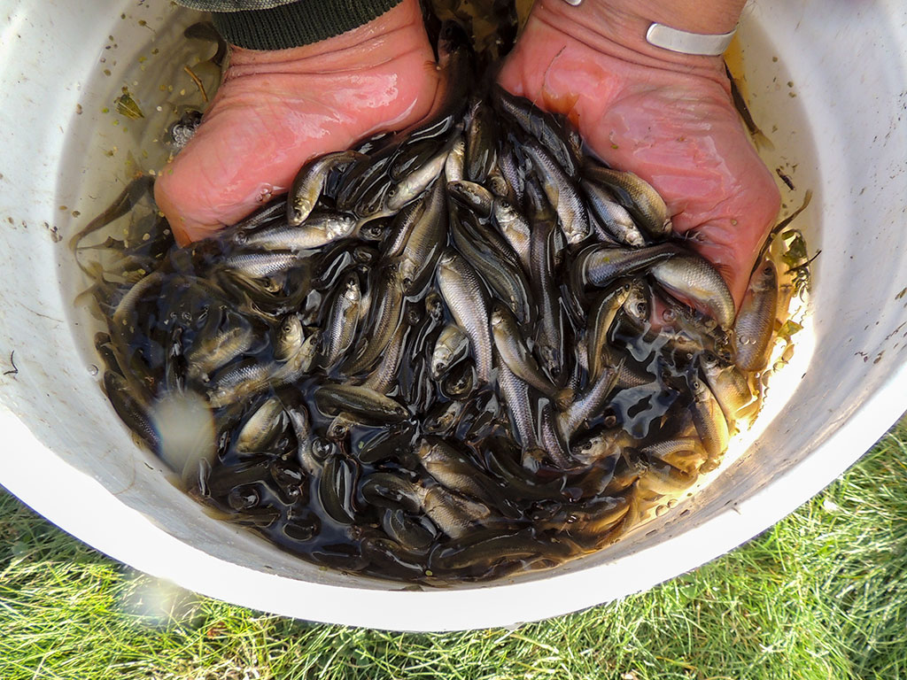 The Dollars and Sense of Growing and Harvesting Minnows