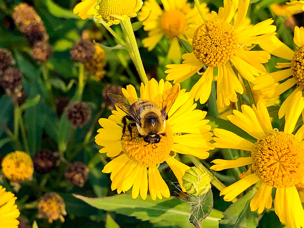 Pollinator Islands -- Attracting Pollinators to Your Pond