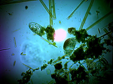 A photo showing the microscopic life that makes up biofilm, the foundation off the food web