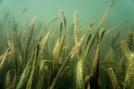 Close-up of underwater seagrasses with biofilm on the surface