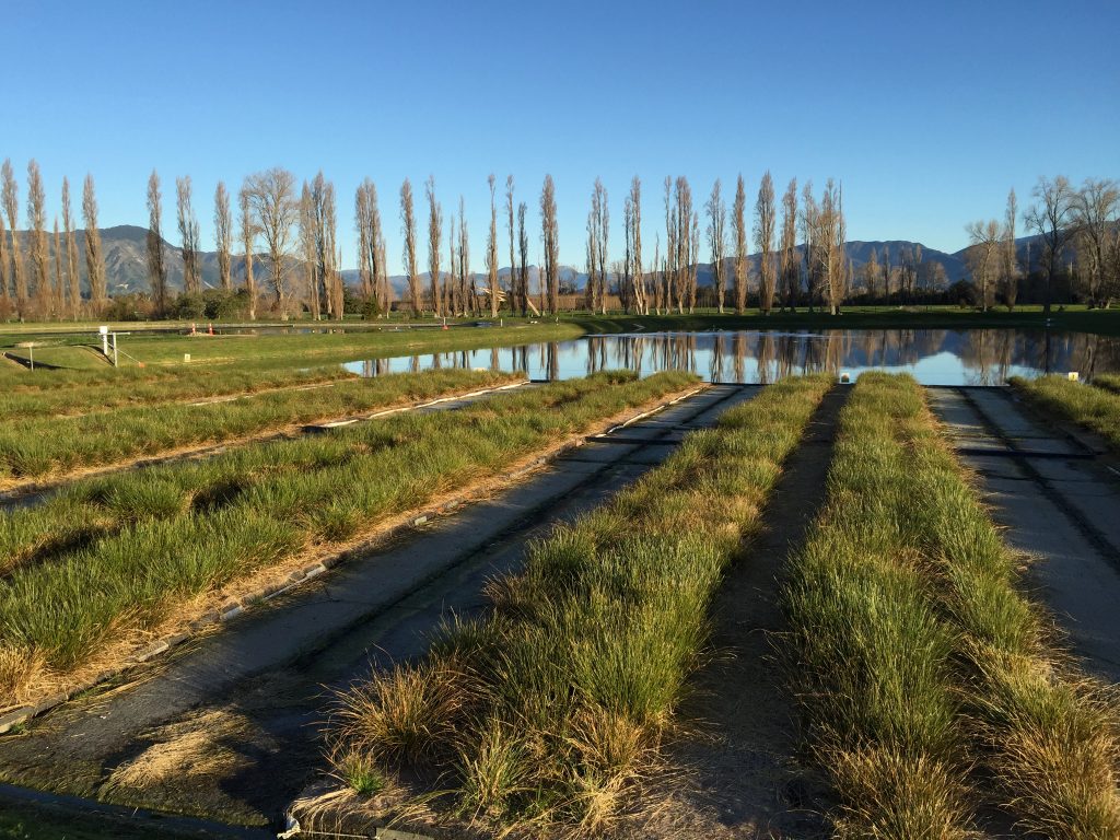 wastewater lagoon being treated with BioHavens