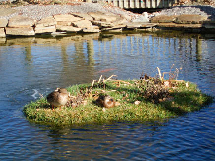 Example of a BioHaven nesting island