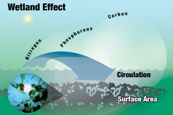 illustration depicting the process of Nature's Wetland Effect